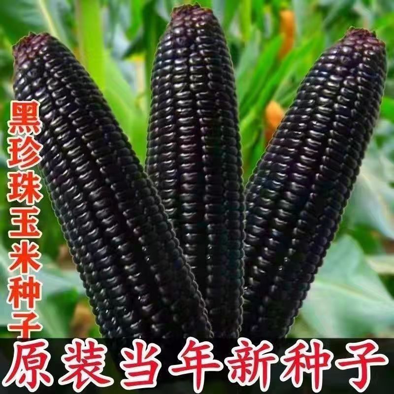d6729c2e8b30c6dc0a4705ebe3395a3c_O1CN01L8brTy1iw3iEixG5G_!!2215729384476-0-cib.jpg