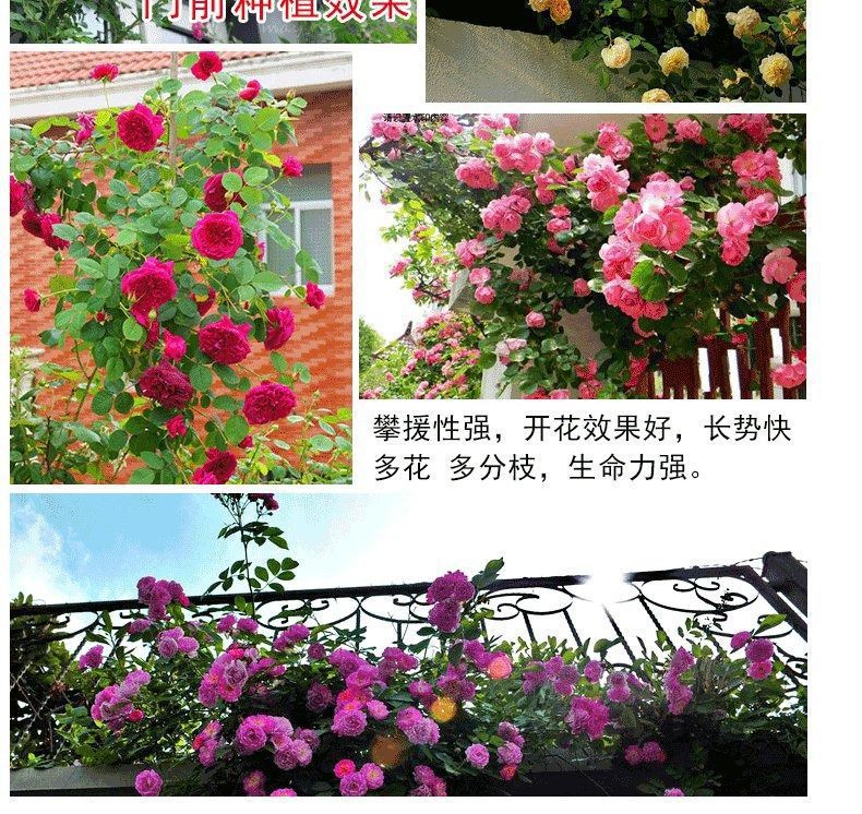 847a0e0164a952cf46eaedcbb2e5d6b8_O1CN01hZLMBk1sgccU5jIe8_!!945925796-0-cib.jpg